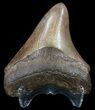 Brown, Serrated, Fossil Megalodon Tooth - Georgia #50479-1